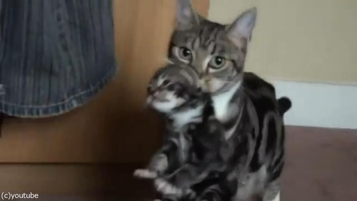 ޥǭ»ҤλǭϢ쵢Ȥ08