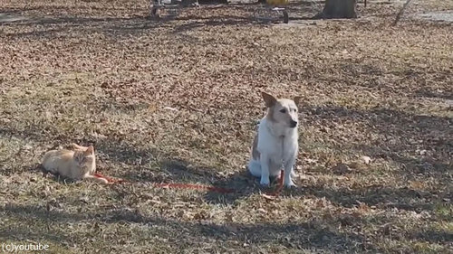 犬のリードを離してくれない猫07