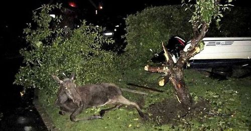 ヘラジカ酔っ払う05