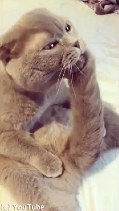 �ӤŤ��������Ƥ�ȿ������ԡ���Ȥ����㤦ǭ01