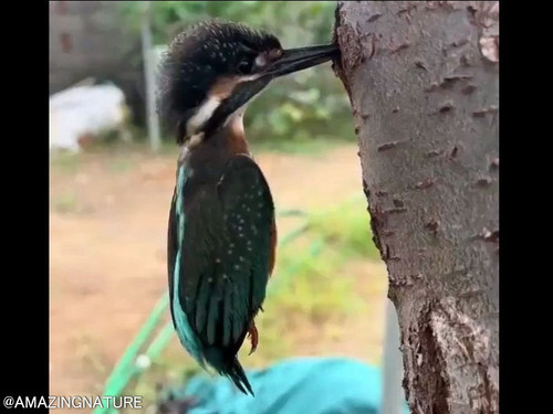 クチバシが木に刺さって動けないカワセミを…手助けしてあげた