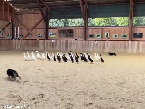 優秀な牧羊犬のボーダーコリーは…アヒルを色分け出来る