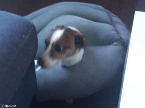 「昼寝をしていた愛犬が別のものに進化」02