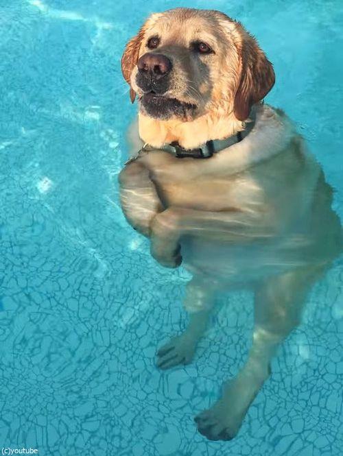 必死に犬かきしていたら足がついた時04