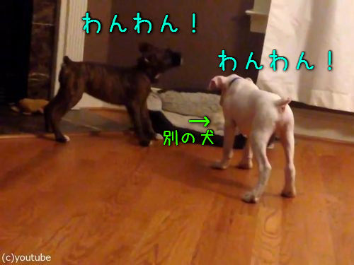 犬2匹がベッドの追い出しに成功00