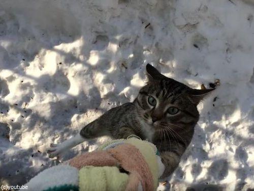 うちの猫の帰宅方法03