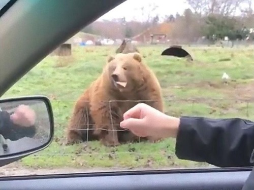 ���ޤ˿��ѥ��եꥹ�ӡ��Τ褦���ꤲ��04