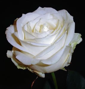 薔薇04