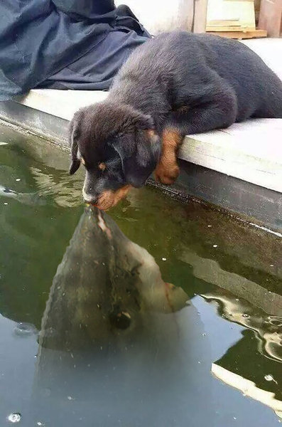 犬と魚の愛情07