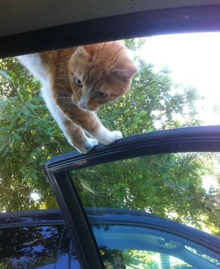 うちの猫じゃない10