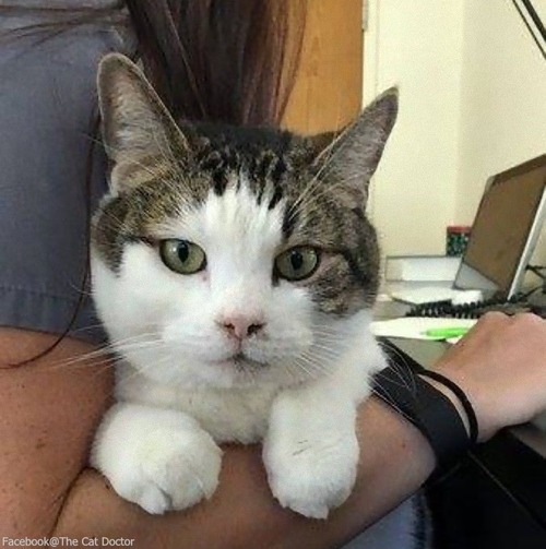 看護猫のスパーキー01