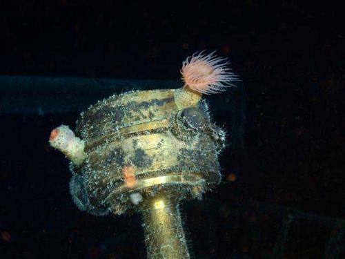 �����ꥹ�ξ�����ȯ��04