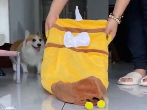 うれしそうにミツバチのコスチュームを着てくれる犬2匹