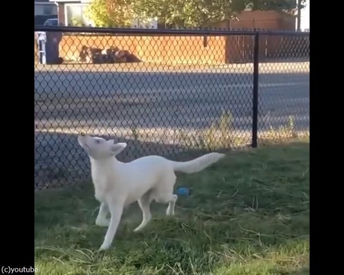 ���ܤǼ���ʹ�����ʤ�����ɡĻ������¸�ߤϤ狼��02