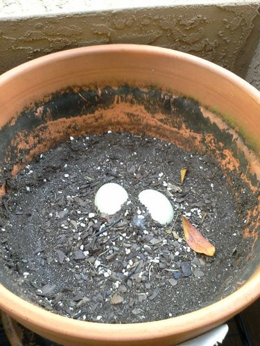 ベランダにカモが引っ越し02