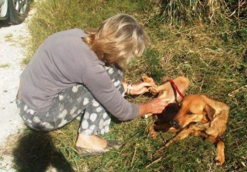 レスキューされた犬09