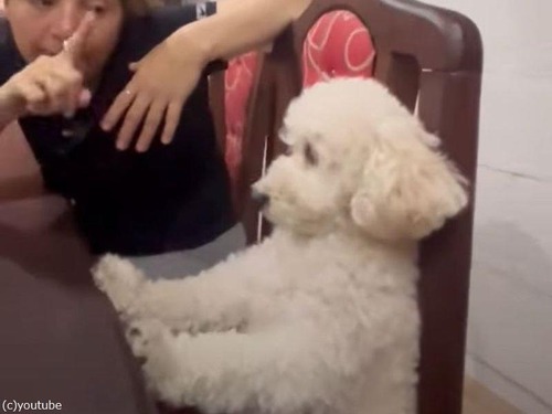 犬が人間のようにイスに座って…ママにお説教される（動画）