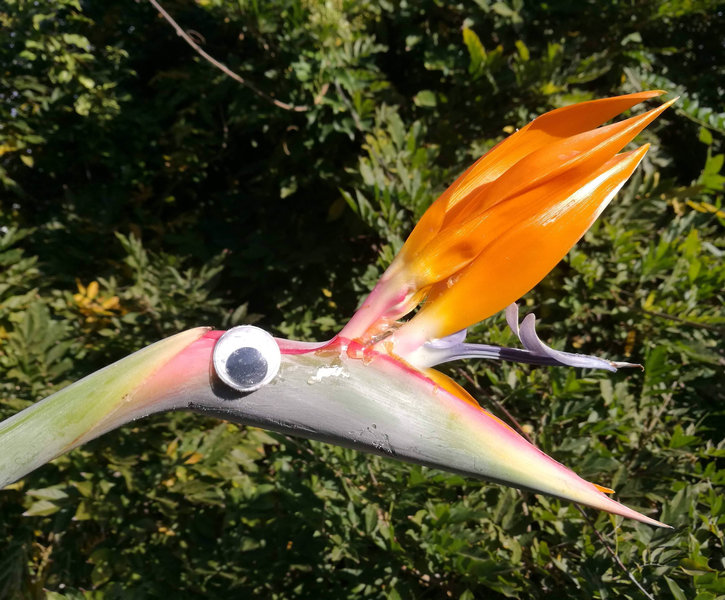 この花が極楽鳥と呼ばれる理由を 今まで勘違いしていた 鳥に似ている理由 らばq