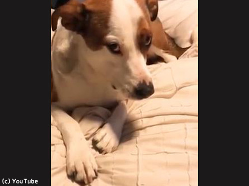 らばq 動物 らばq 動物