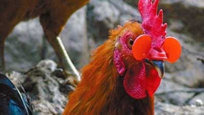 ニワトリのメガネ01