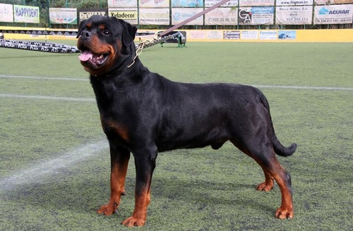 Rottweiler