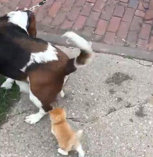 犬の散歩をしていたら迷子の子猫がついてきた05