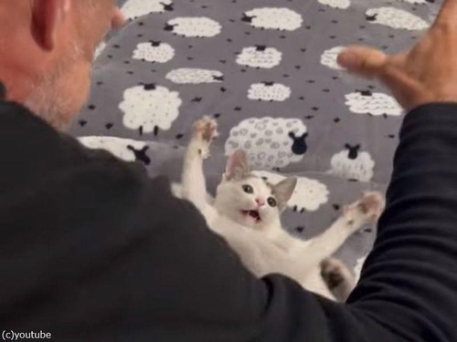 子猫「がおーっ」人間「がおーっ」どっちが強そうか対決（動画）