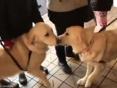 散歩していた犬が 知らない人の犬を見て大興奮 実は姉妹だった 海外の反応 マピオンニュース 散歩していた犬が 知らない人の犬を見て大興奮 実は姉妹だった 海外の反応 マピオンニュース