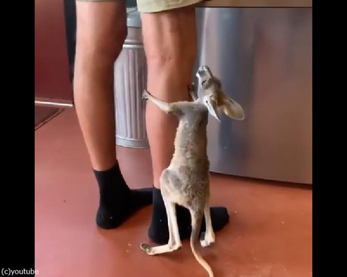 ī���Ϥ�򤪤ͤ��ꤹ���֤���󥫥󥬥롼01