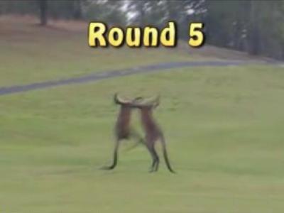 カンガルーが格闘ゲーム