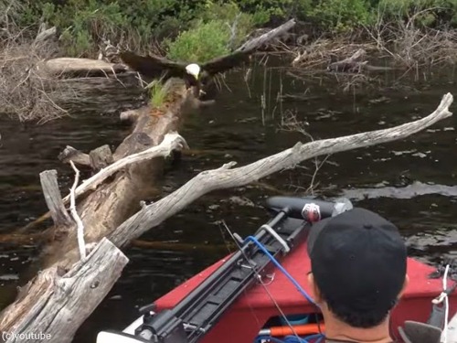 釣りをしていたら…ハクトウワシが魚を捕る瞬間を目撃する