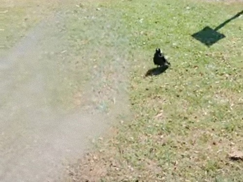 シャワーで水浴びが大好きなオーストラリアの鳥