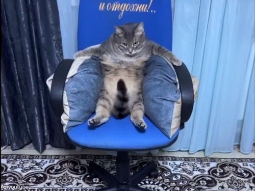 猫がボスのような迫力で座る…しっぽの存在感が異常
