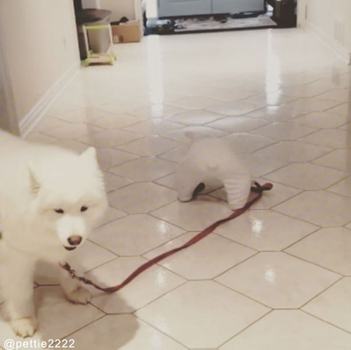 可愛すぎてどっちが飼い主かわからない01