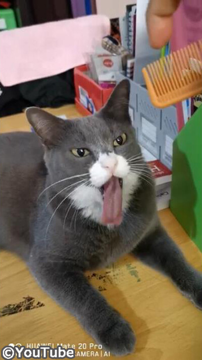 ���������ˤ���Ȥʤ����Ĥ����ʤä��㤦����˥��04