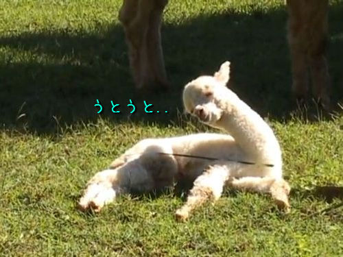 うとうとするアルパカの赤ちゃん