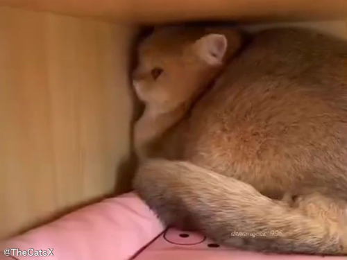 「ああ、愛する猫がふて腐れてしまった…」わかりやすいほどスネた行動をする