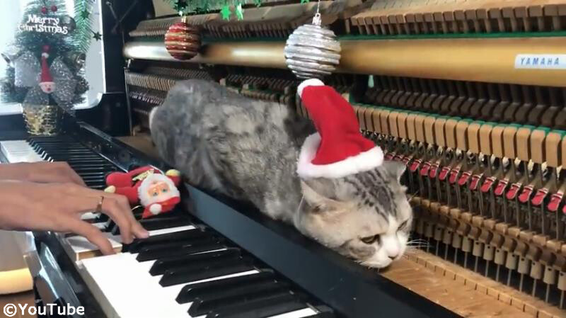 猫 クリスマスのピアノ演奏にウットリする 動画 らばq