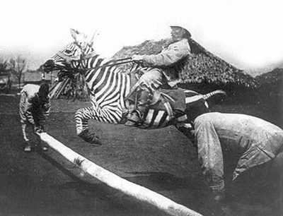 動物ライダー13