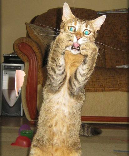 11�ݤ��äƤ���ưʪ����