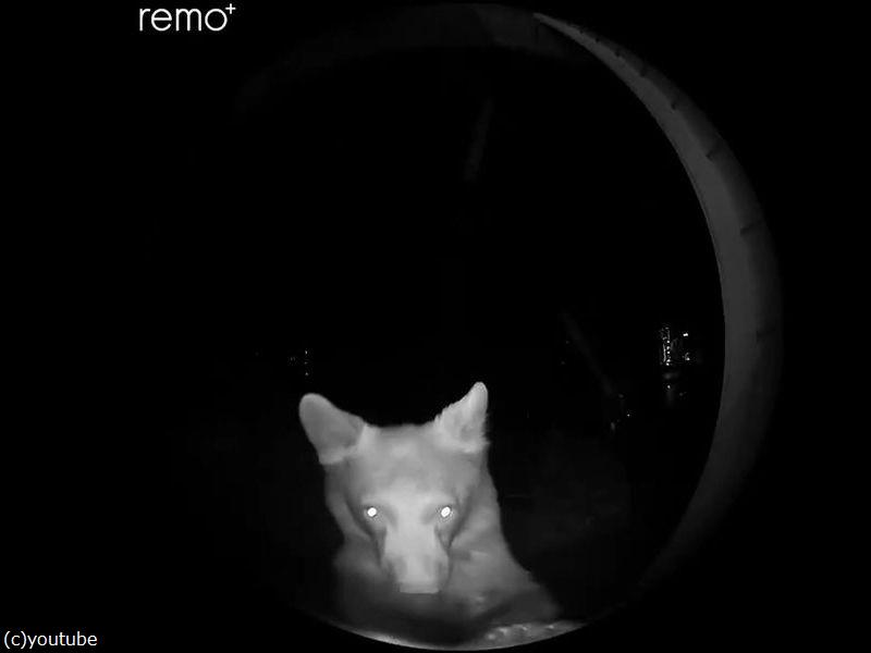 夜中にピンポンが鳴ったら 訪問者はクマだった 動画 らばq 夜中にピンポンが鳴ったら 訪問者はクマだった 動画 らばq