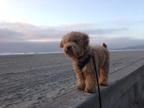 子犬とぬいぐるみ04