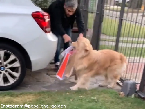 犬 ご主人 お荷物持ちますワン 動画 マピオンニュース 犬 ご主人 お荷物持ちますワン 動画 マピオンニュース