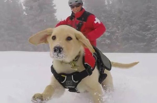 犬を巨大化する写真テクニック06