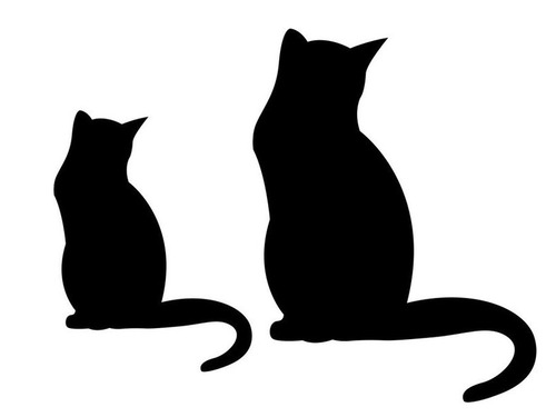 3か月の成長を感じる猫