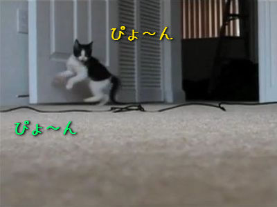 部屋に入る子猫