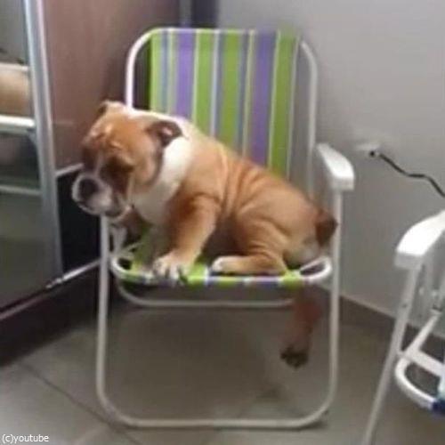 小さなイスとブルドッグ05