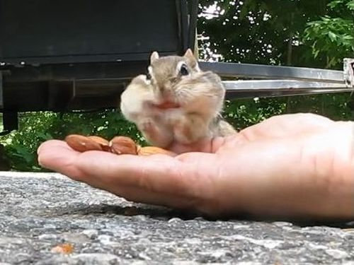 リスとアーモンド07