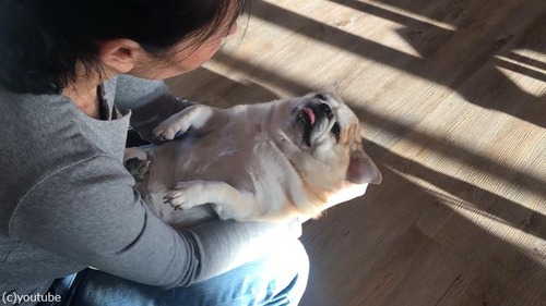 まるでアザラシみたいな犬01