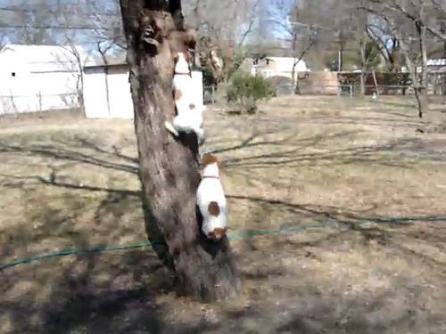 木登り犬
